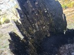 Olompali Burned Tree&nbsp;2