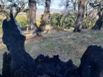 Olompali Burned Tree&nbsp;3