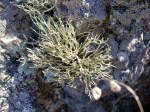 TN Valley Lichen&nbsp;1