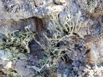 TN Valley Lichen&nbsp;3