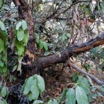 20201108 Post-Burn Manzanita&nbsp;4