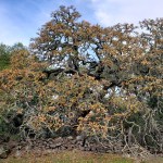 Old Stone Wall &&nbsp;Oak