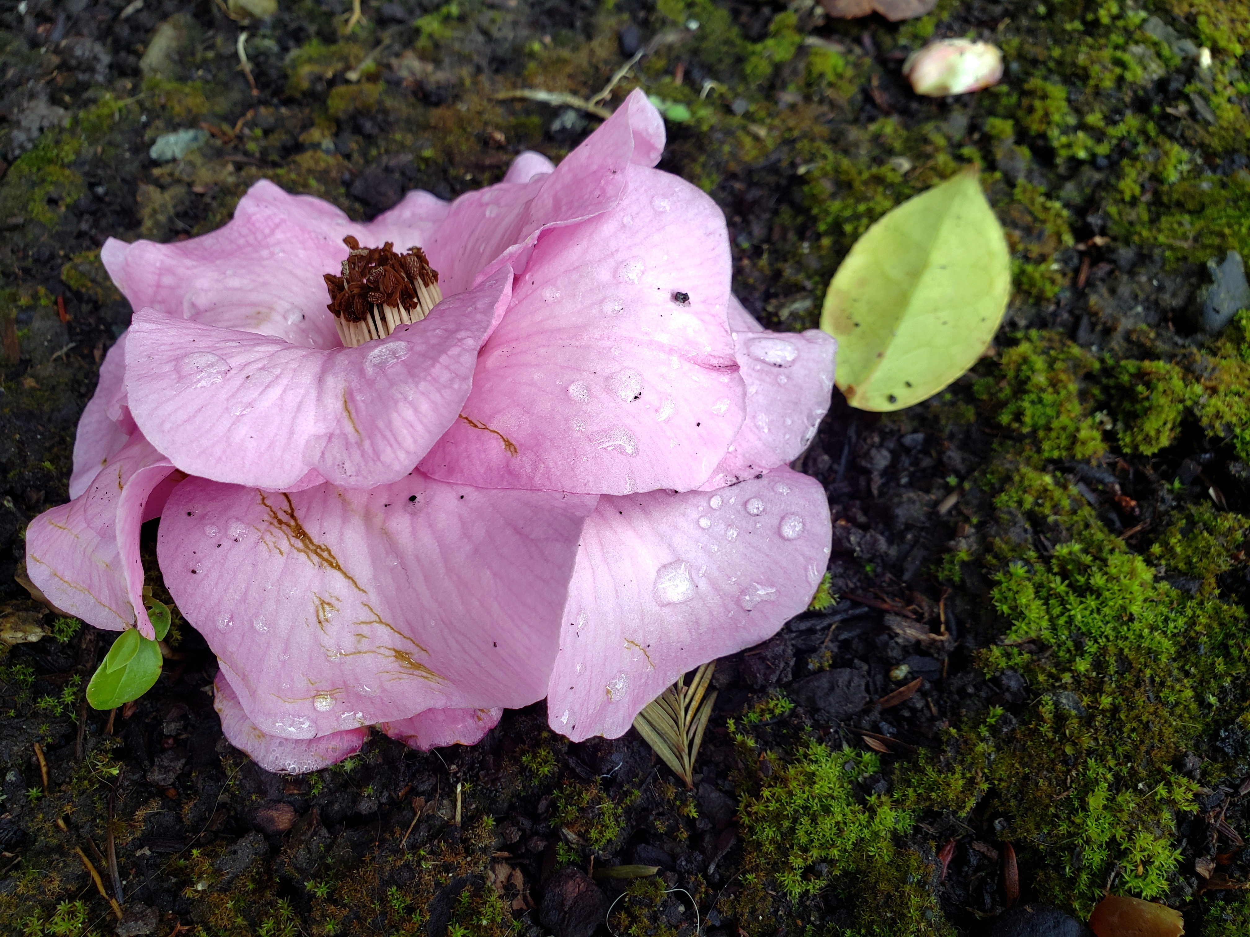 Camellia Fallen