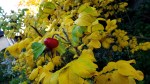 Autumn Rosehips